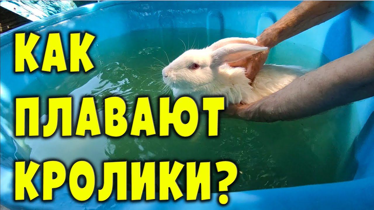 Как плавают кролики? Важные нюансы!