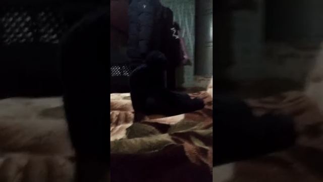 ШОК СПАРИВАНИЕ ШАПОК В ДИКОЙ ПРИРОДЕ