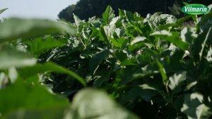 Выгодные баклажаны Вильморин