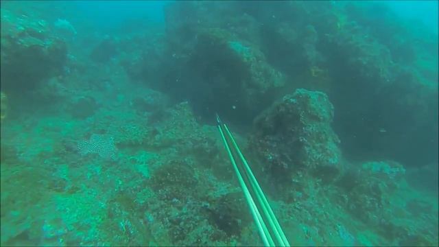 Spearfishing  Canarvon western Australia , White Fish, Seabass , Grouper Hunting смотреть онлайн