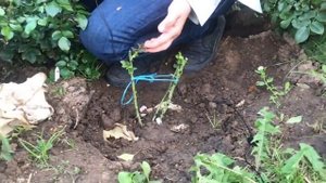 ЧТО ДЕЛАТЬ С РОЗОЙ ОСЕНЬЮ ?