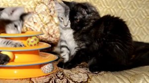 Котята мейн-кун 3 месяца
