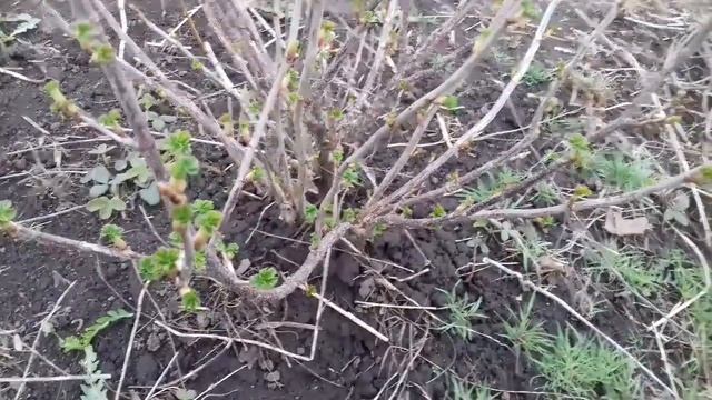 Обрезка СМОРОДИНЫ ранней ВЕСНОЙ для хорошего УРОЖАЯ