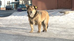 Отлов бродячих собак