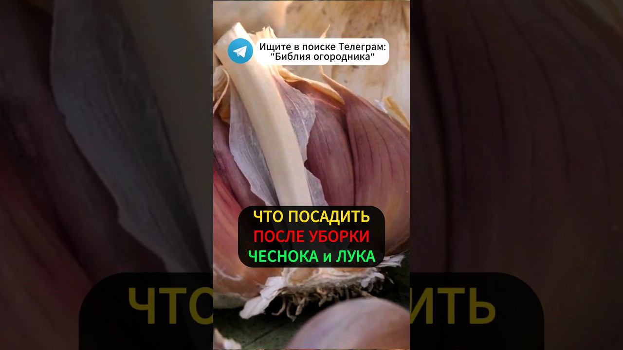 Никогда Не Оставляйте Грядки Пустыми После Уборки ЧЕСНОКА и ЛУКА #чеснок #лук #урожай #огород #дача