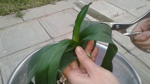 Вялые листья, как восстановить тургор