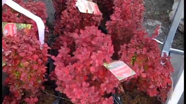 5 18 21 WIlloway Dock Video смотреть онлайн