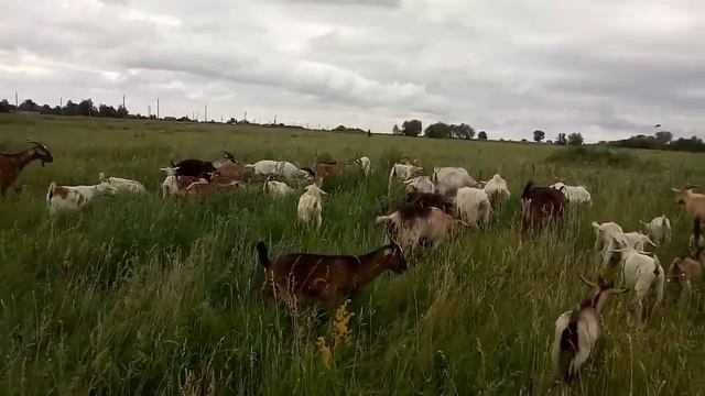 Всем надо первокотки пятилитровки, комолые и с вкусным молоком смотреть онлайн