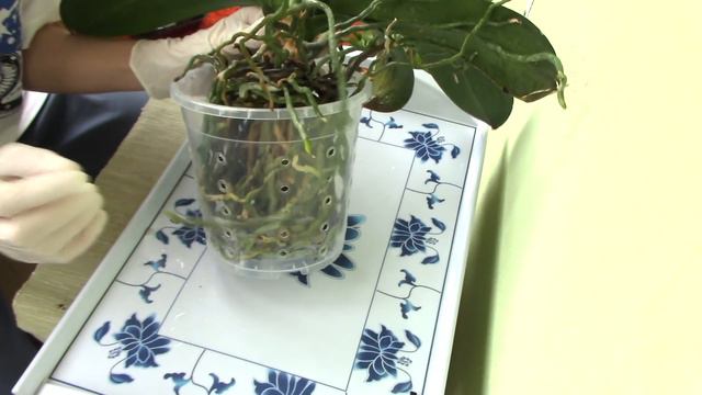 How to repot a Phalaenopsis Orchid Part 2 смотреть онлайн