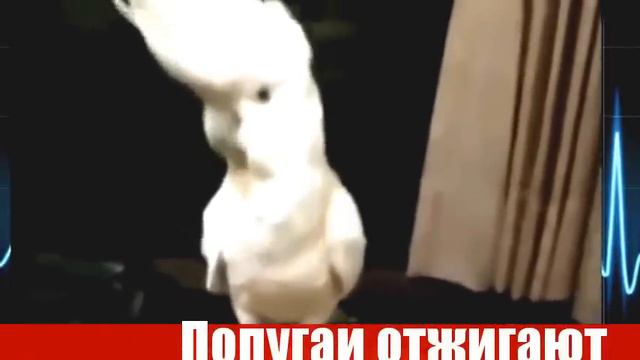 Попугаи отжигают!