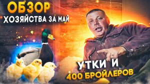 Обзор хозяйства в мае: утки подросли, Аюна, ландрасы и 400 бройлеров (часть 1). "Мое Подворье"