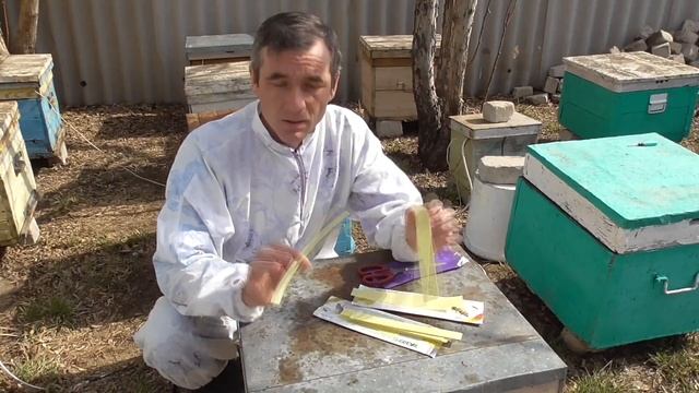Чем обработать пчел от клеща весной/Ставлю китайские пластины от Варроатоза. смотреть онлайн