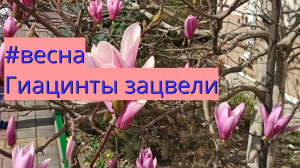 #весна Гиацинты зацвели