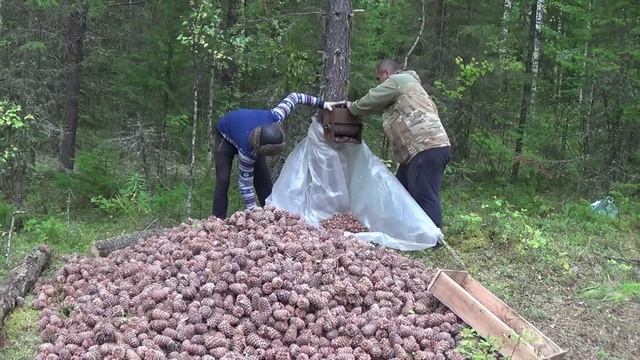 Кедровая лихорадка. Заготовка кедрового ореха.