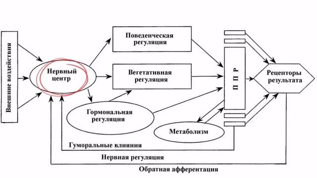 Структура функциональной системы