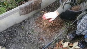 Как укрыть гортензию крупнолистную на зиму