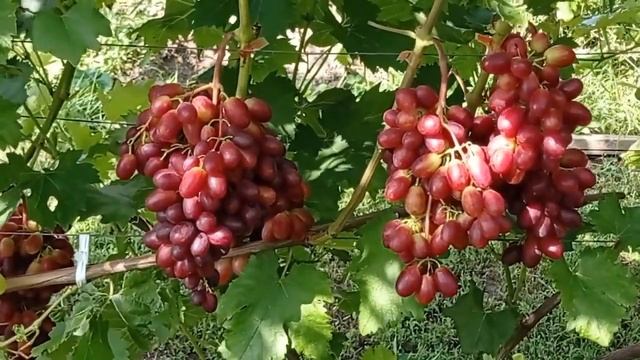 @Виноград Зоренька Виноградник Гергеля, Полтава 2022 смотреть онлайн