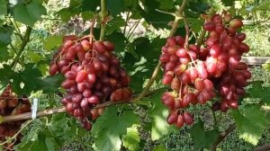 @Виноград Зоренька  Виноградник Гергеля, Полтава 2022