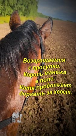 Возвращаемся с прогулки.😎
Король манежа теперь в полях. 😁