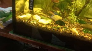 Аквариум 90л месяц спустя