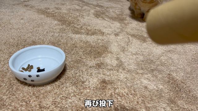 For some reason the kitten wont eat unless I put the food directly on the floor