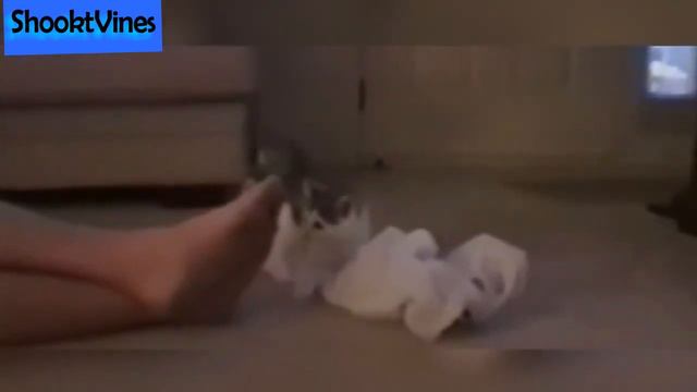 🤣🤣cat smells rotten🐀on 🦶🦶👀funny reactions caught with cats😻😻 смотреть онлайн