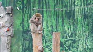 ЯПОНСКИЕ МАКАКИ МОСКОВСКИЙ ЗООПАРК | JAPANESE MACAQUE MOSCOW ZOO