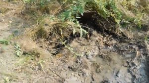 Благоустраиваем Родник! Жизнь в деревне! Твори добро!