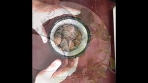 76. Сажаю черенки сциндапсуса