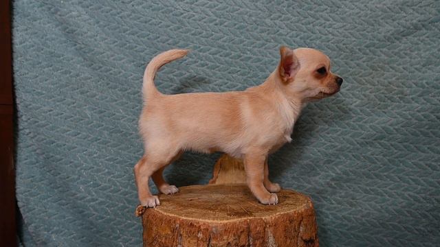 Кремовый длинношерстный чихуахуа щенок девочка в продаже смотреть онлайн