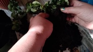 Хойя Компакта с магазина,