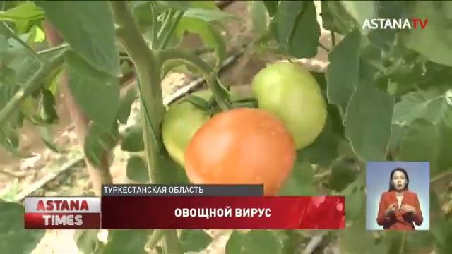 Опасный вирус нашли в казахстанских помидорах и перцах смотреть онлайн