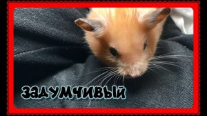 !!ДЕЛО КО СНУ!!!!    #хомка #хомячок #хомячки #грызун #грызуны #сирийскийхомяк