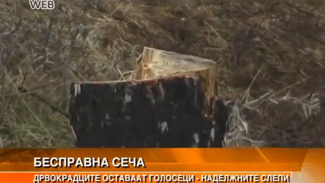 Дрвокрадците ги соголија шумите смотреть онлайн