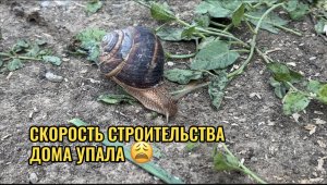 СКОРОСТЬ СТРОИТЕЛЬСТВА ДОМА УПАЛА
