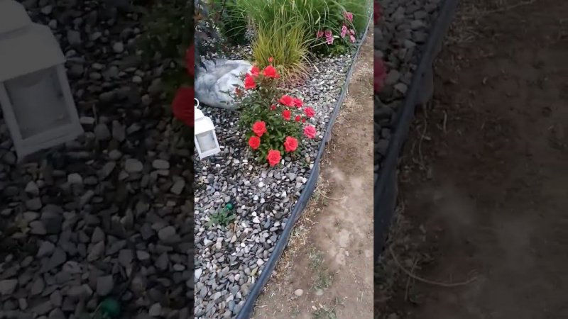 розы кордана из магнита