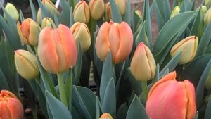 Тюльпан  Icoon выгонка к 14 февраля #Shorts