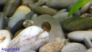 Улитки катушки в аквариуме польза или вред.