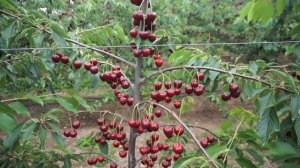 Черешня. Формировка  U.F.O,   U.F.O - V,   K.G.B,   T.S.A,    B-AXIS.  (Чили).