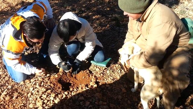 CAZANDO TRUFAS DE ANTONIO MATA 2012-12-05 11.48.15.mp4 смотреть онлайн