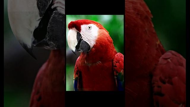 Пение Попугаев в джунглях для расслабления
