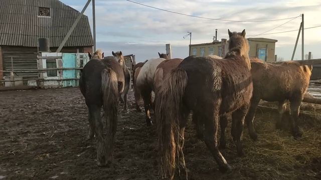 жеребец догнал и сделал кобылу смотреть онлайн