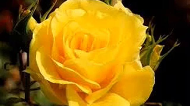 rosas amarillas смотреть онлайн