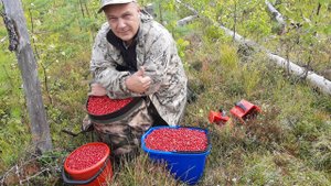 Как собрать 50 литров БРУСНИКИ за 3 часа / Собираем дары леса  в больших количествах /