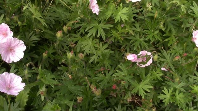 Топ самых долгоцветущих и выносливых многолетних цветов в моём саду.(часть 1) смотреть онлайн