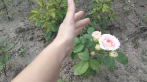 Роза ЦЕЗАРЬ первогодка ( CESAR )#роза