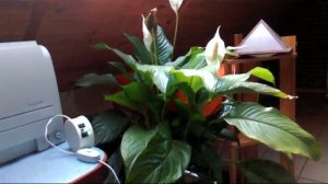 Новый Меандрон Кутушова.  Цветок, типа полив...