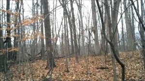 Squirrel Hunting Tip: Use A Turkey Call