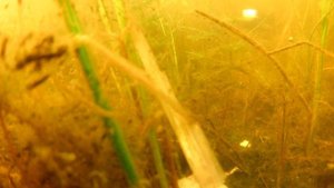 Реакция рыбы на перловку с ревитом. Подводная съемка.