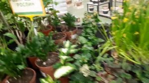 Обзор уцененных растений. Разбираю, почему же они там оказались